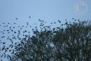 Flock of Starlings.